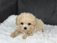 Curly (teacup) , a male Maltipoo for sale in Hardin, TX – Photo 4 of 9