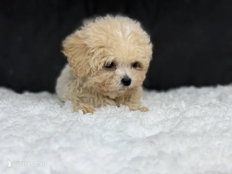 Curly (teacup)  – Maltipoo puppy for sale in Hardin, TX
