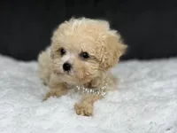 Curly (teacup) , a male Maltipoo for sale in Hardin, TX – Photo 8 of 9