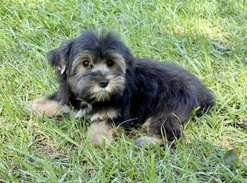 Theo  – Yorkshire Terrier puppy for sale in Hardin, TX