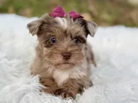 Callie , a female Yorkshire Terrier for sale in Hardin, TX – 6 of 10