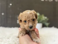 Harley , a male Poodle - Toy  for sale in Hardin, TX – 3 of 7