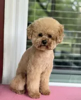 Harley , a male Poodle - Toy  for sale in Hardin, TX – 6 of 7