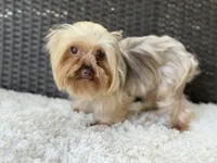 Hercules (teacup), a male Yorkshire Terrier for sale in Hardin, TX – 1 of 6