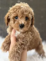 Harley , a male Poodle - Toy  for sale in Hardin, TX – 3 of 10