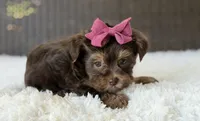 Darla , a female Yorkshire Terrier for sale in Hardin, TX – 9 of 10