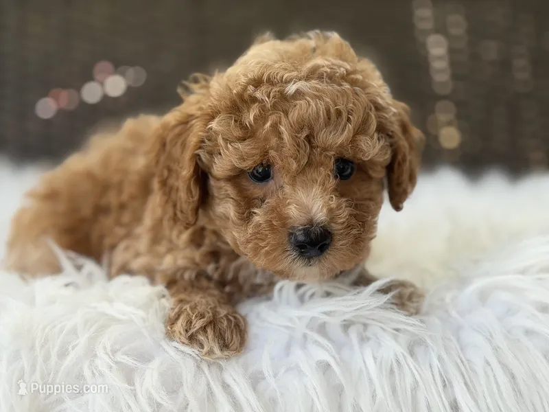 Harley  – Poodle - Toy  puppy for sale in Hardin, TX