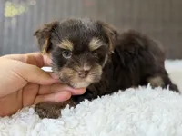 Toby , a male Yorkshire Terrier for sale in Hardin, TX – 3 of 8