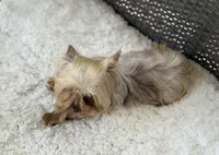 Hercules (teacup), a male Yorkshire Terrier for sale in Hardin, TX – 4 of 6