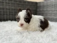 Miles , a male Yorkshire Terrier for sale in Hardin, TX – Photo 8 of 8