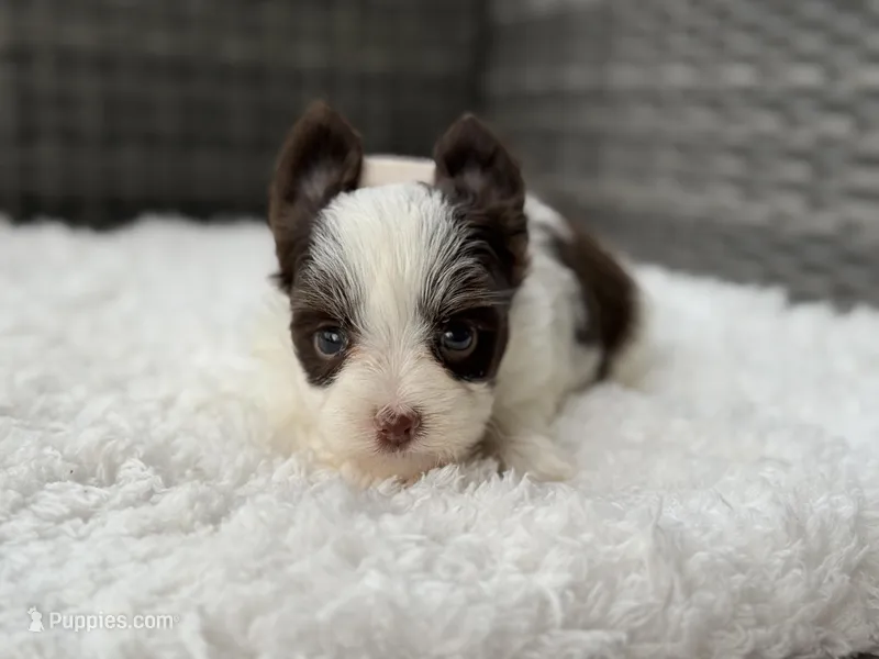 Miles  – Yorkshire Terrier puppy for sale in Hardin, TX