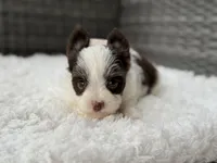 Miles , a male Yorkshire Terrier for sale in Hardin, TX – Photo 4 of 8