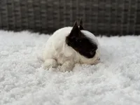 Miles , a male Yorkshire Terrier for sale in Hardin, TX – Photo 5 of 8