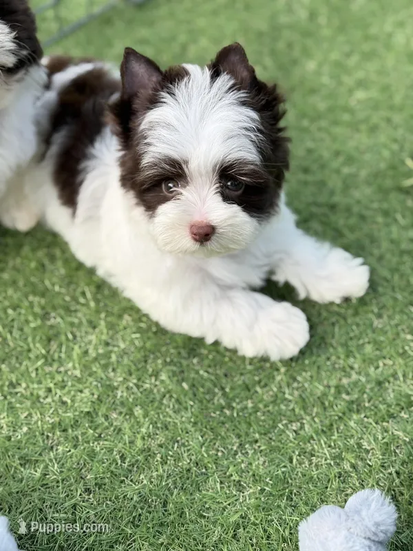 Miles (teacup) – Yorkshire Terrier puppy for sale in Hardin, TX
