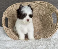 Miles (teacup), a male Yorkshire Terrier for sale in Hardin, TX – Photo 8 of 9