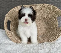 Miles (teacup), a male Yorkshire Terrier for sale in Hardin, TX – Photo 3 of 9