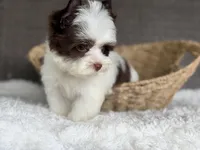 Miles (teacup), a male Yorkshire Terrier for sale in Hardin, TX – Photo 5 of 9