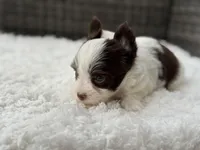 Miles , a male Yorkshire Terrier for sale in Hardin, TX – Photo 7 of 8