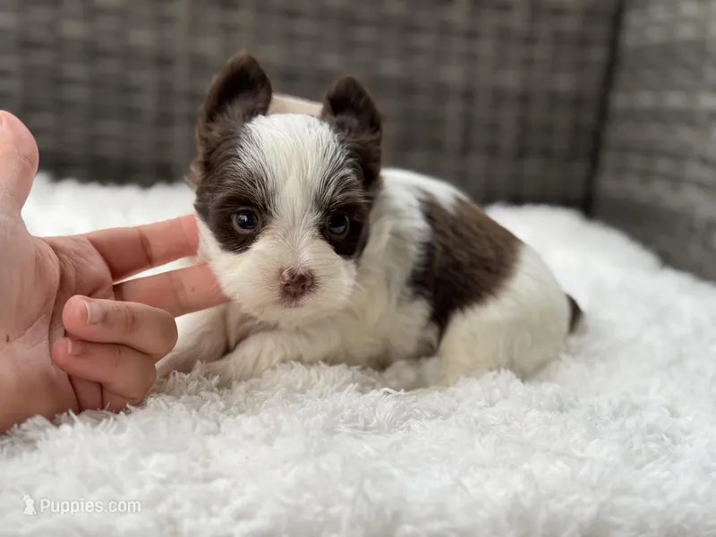 Miles  – Yorkshire Terrier puppy for sale in Hardin, TX