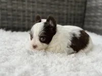 Miles , a male Yorkshire Terrier for sale in Hardin, TX – Photo 3 of 8