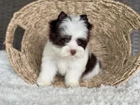 Miles (teacup), a male Yorkshire Terrier for sale in Hardin, TX – Photo 6 of 9