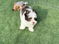 Miles (teacup), a male Yorkshire Terrier for sale in Hardin, TX – Photo 4 of 9