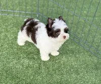 Miles (teacup), a male Yorkshire Terrier for sale in Hardin, TX – Photo 7 of 9