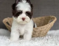 Miles (teacup), a male Yorkshire Terrier for sale in Hardin, TX – Photo 2 of 9