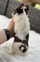 Miles , a male Yorkshire Terrier for sale in Hardin, TX – Photo 6 of 8