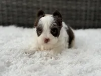 Miles , a male Yorkshire Terrier for sale in Hardin, TX – Photo 2 of 8