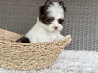 Miles (teacup), a male Yorkshire Terrier for sale in Hardin, TX – Photo 9 of 9