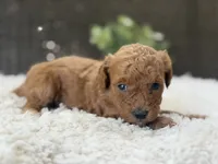 Marigold, a female Poodle - Toy  for sale in Hardin, TX – 1 of 8