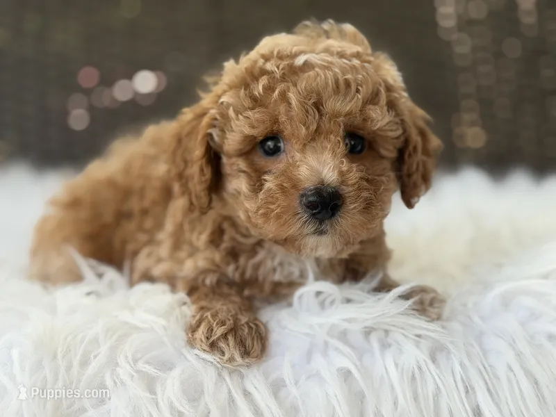 Harley  – Poodle - Toy  puppy for sale in Hardin, TX