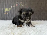 Theo , a male Yorkshire Terrier for sale in Hardin, TX – 10 of 10