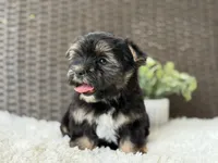 Theo , a male Yorkshire Terrier for sale in Hardin, TX – 2 of 10