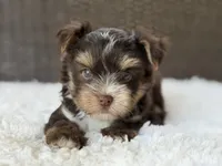 Kipp, a male Yorkshire Terrier for sale in Hardin, TX – 5 of 8
