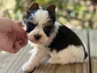 Cam , a male Yorkshire Terrier for sale in Hardin, TX – Photo 5 of 7