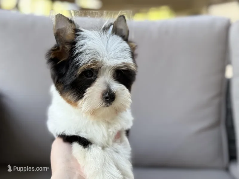 Cam  – Yorkshire Terrier puppy for sale in Hardin, TX