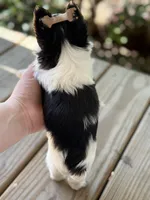 Cam , a male Yorkshire Terrier for sale in Hardin, TX – Photo 7 of 7