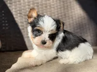 Cam (teacup), a male Yorkshire Terrier for sale in Hardin, TX – Photo 1 of 7
