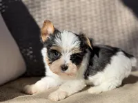 Cam (teacup), a male Yorkshire Terrier for sale in Hardin, TX – Photo 6 of 7