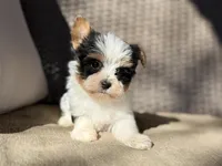 Cam (teacup), a male Yorkshire Terrier for sale in Hardin, TX – Photo 7 of 7