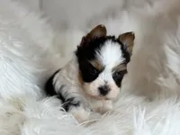 Cam , a male Yorkshire Terrier for sale in Hardin, TX – Photo 3 of 7