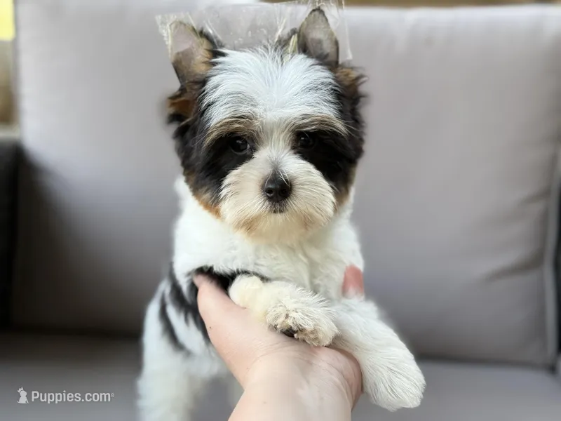 Cam (teacup) – Yorkshire Terrier puppy for sale in Hardin, TX