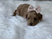 River , a female Cavapoo for sale in Hardin, TX – Photo 2 of 9