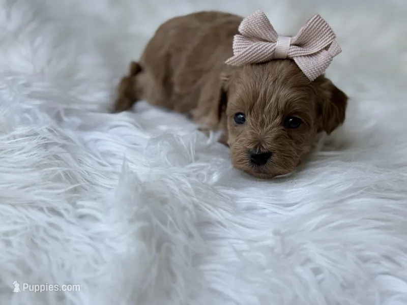 River  – Cavapoo puppy for sale in Hardin, TX