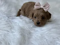 River , a female Cavapoo for sale in Hardin, TX – Photo 1 of 9