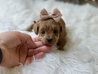 River , a female Cavapoo for sale in Hardin, TX – Photo 3 of 9