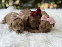 River , a female Cavapoo for sale in Hardin, TX – Photo 6 of 9