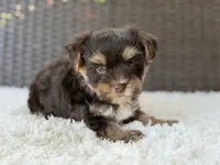 Toby , a male Yorkshire Terrier for sale in Hardin, TX – 5 of 8